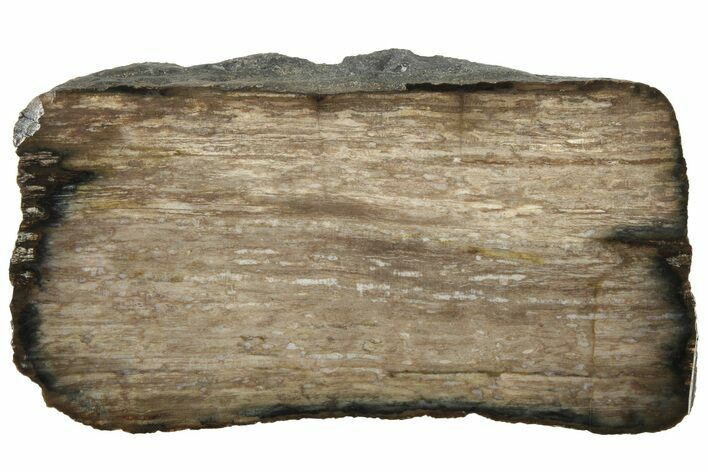 Polished Petrified Tropical Hardwood Slab - Texas #236510